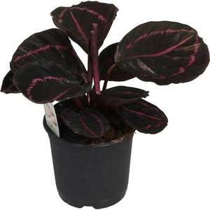 Calathea: Calathea roseopicta 'Dottie'