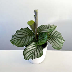 Calathea: Calathea Orbifolia 14cm