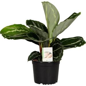 Calathea: Calathea roseopicta 'Green Goddess'