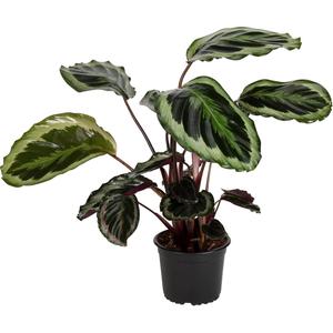 Calathea: Calathea roseopicta 'Shinestar'
