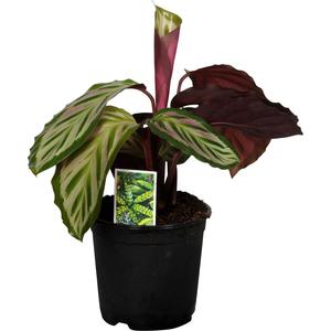 Calathea: Calathea makoyana 'Peacock'