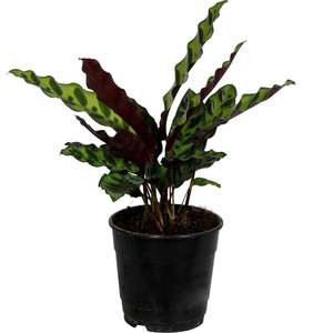 Calathea: Calathea insignis