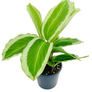 Calathea: Calathea bicajoux 'Gekko'