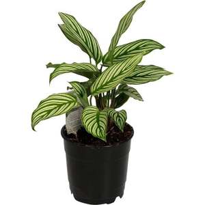 Calathea: Calathea vitata