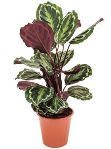Calathea 'Medallion'