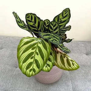 Calathea 'Makoyana' (Peacock) 14cm