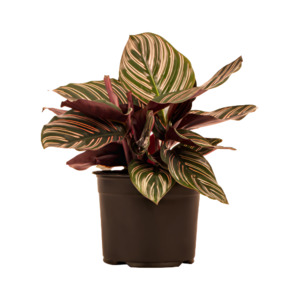 Calathea: Calathea 'Ornata'