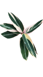 Calathea: Stromanthe 'Triostar'