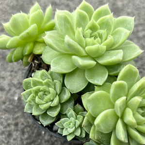 Echeverria: Echeveria Wheat Straw Queen