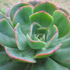 Succular: Echeveria Briar Rose