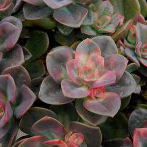 Echeverria: Echeveria Chroma