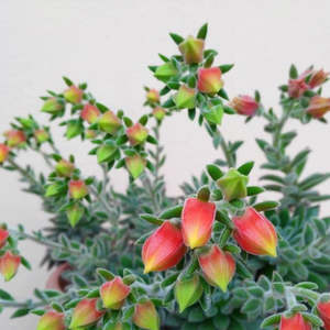 Echeverria: Echeveria Setosa Oliver | Set-Oliver