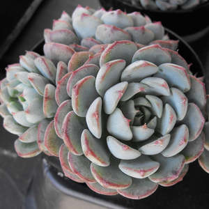 Echeverria: Echeveria Minima