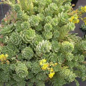 Echeverria: Echeveria Green Rose