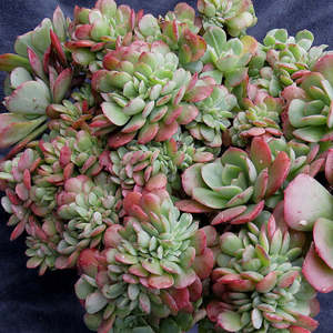 Echeverria: Echeveria Briar Rose Cristata