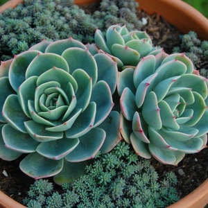 Succular: Echeveria Imbricata | Blue Rose