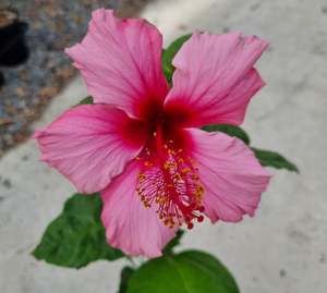 Hibiscus 'Pink Gem'