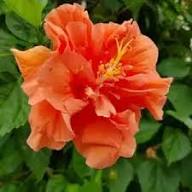 Hibiscus 'DJ O'Brien'
