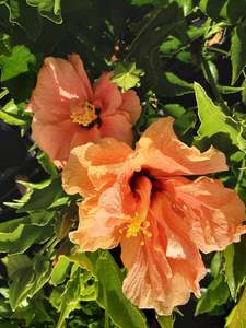 Hibiscus 'Peach Blow'