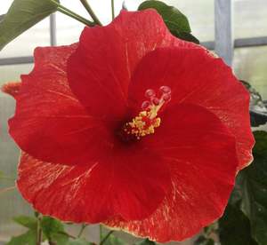 Hibiscus 'Hiawatha'