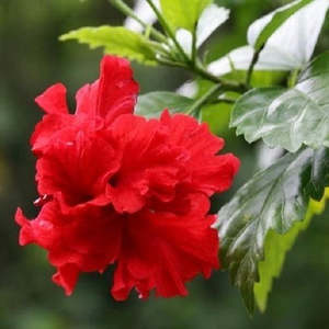 Hibiscus 'Lambertii'