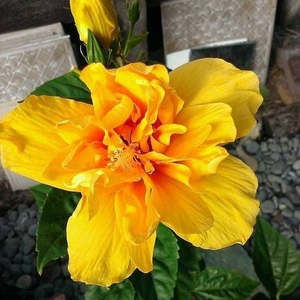 Hibiscus: Hibiscus 'Gold Sovereign'