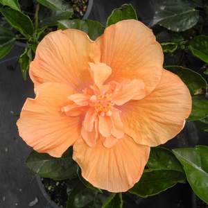 Hibiscus: Hibiscus 'Crown of Warringah'