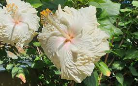 Hibiscus: Hibiscus 'Cromwell'