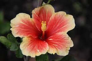 Hibiscus: Hibiscus 'Royal Highness'