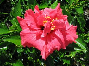 Hibiscus 'Island Empress'