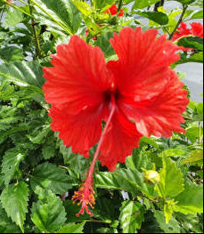 Hibiscus: Hibiscus 'Psyche'