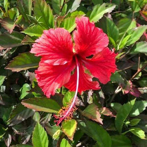 Hibiscus: Hibiscus 'Rosa-Sinensis'