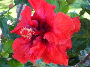 Hibiscus 'Claret Rose'