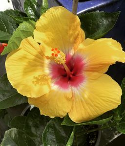 Hibiscus: Hibiscus 'Golden Oriel'
