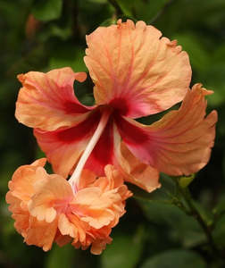 Hibiscus 'El Capitolio'