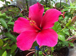 Hibiscus 'Black Beauty'