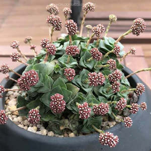 Crassula: Crassula Socialis | Ring Plant