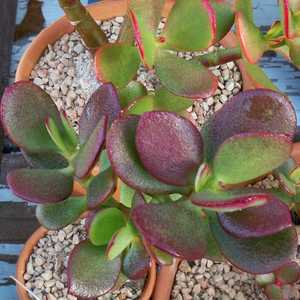 Crassula: Crassula Ovata Ruby