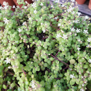 Crassula Expansa subsp. Fragilis