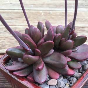 Crassula Clavata | Purple Butterfly