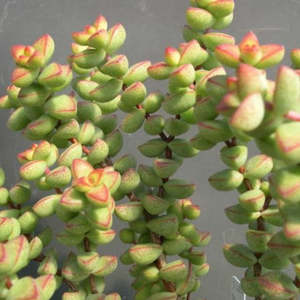 Crassula: Crassula Brevifolia
