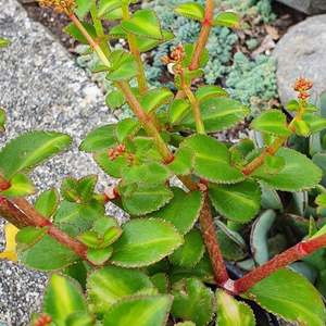 Crassula: Crassula Sarmentosa ssp. Sarmentosa