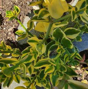 Crassula: Crassula Sarmentosa Comet | Variegated Trailing Jade Plant