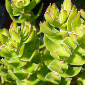 Crassula Dejecta | Doily Crassula