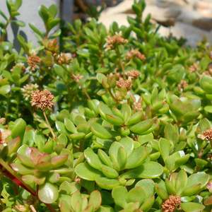 Crassula: Crassula Pubescens Subsp. Radicans