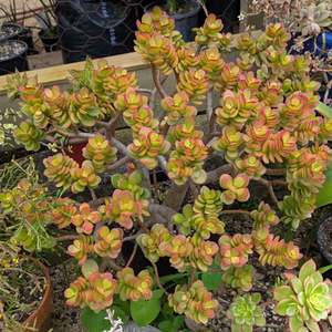 Crassula: Crassula Ovata Botany Bay