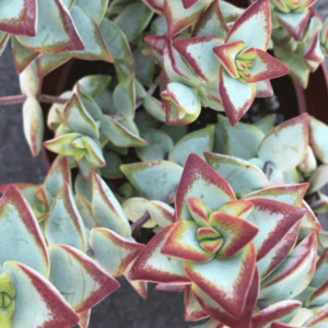 Crassula: Crassula Rupestris | High Voltage