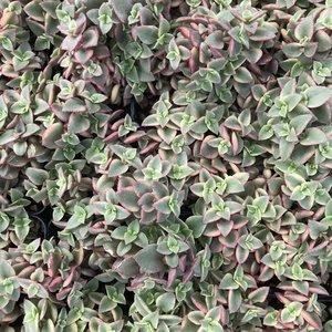 Crassula: Crassula Pellucida variegata | Calico Kitten