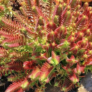 Crassula: Crassula Capitella | Red Pagoda