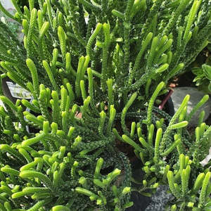 Crassula: Crassula Muscosa | Watch Chain